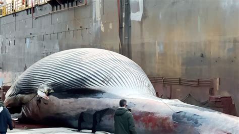 Mediterranean's largest whale found dead off southern Italy