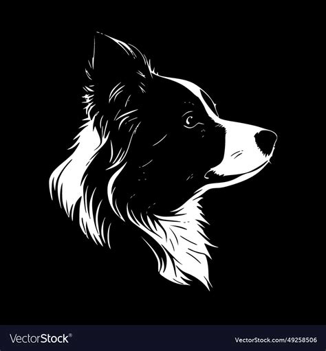 Border collie - black and white isolated icon Vector Image