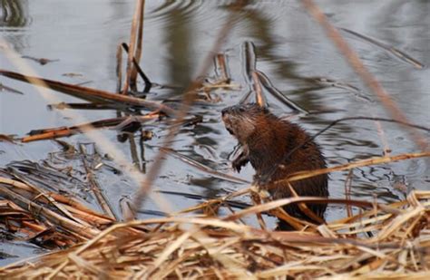 Muskrat - Description, Habitat, Image, Diet, and Interesting Facts