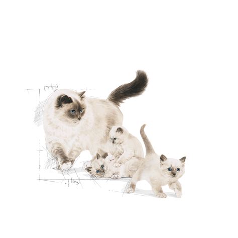 Mother & babycat | Royal Canin IN