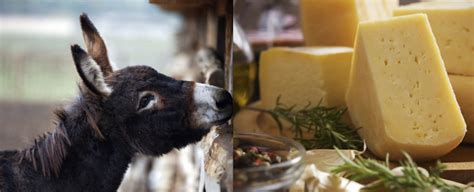 World’s most expensive cheese is made from Balkan donkey's milk