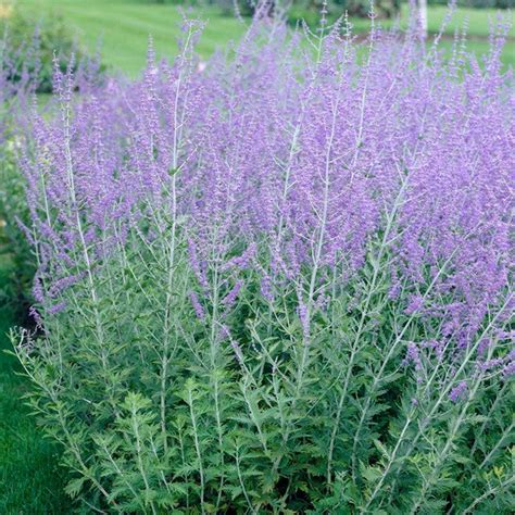 Russian Sage, Perovskia atriplicifolia | American Meadows