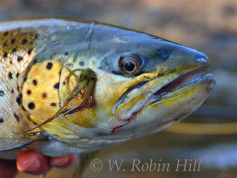 Brookside Hillbilly: Anadromous Fish Pictures