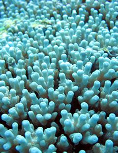 Field Identification Guide to the Threatened Corals of the U.S. Pacific Islands