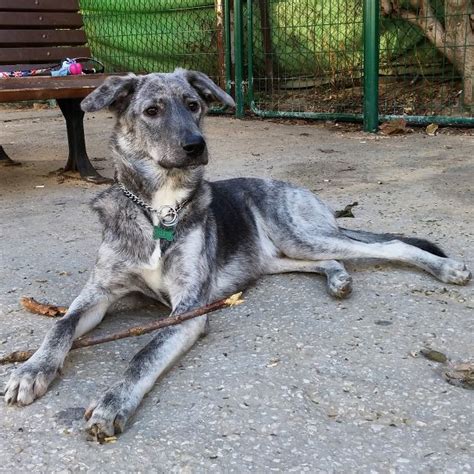 Winter – My Rescued Saluki Shepherd Mix Friend. | Bored Panda