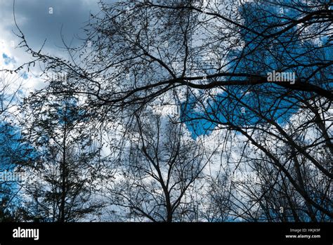 Trees, clouds, sky Stock Photo - Alamy