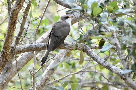 Yellow-Billed Cuckoo