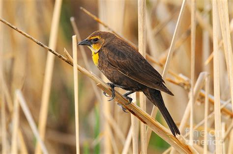 Female Yellow Headed Blackbird Photograph by Dennis Hammer