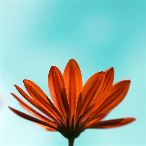 Orange Daisy closeup photography HD wallpaper | Wallpaper Flare