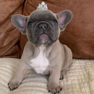 14 Facts About French Bulldogs That Will Make You Smile | PetPress