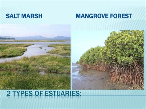 Estuaries: Aquatic vs. Terrestrial Organisms - ppt download