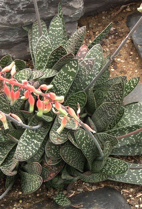 Gasteria disticha Haworth 1827 (Beestong = ox tongue) This species from the Western Cape inclu ...