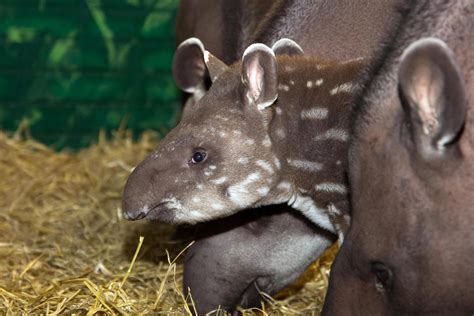 Baby Brazilian Tapir arrives at Fota Wildlife Park - The Avondhu Newspaper