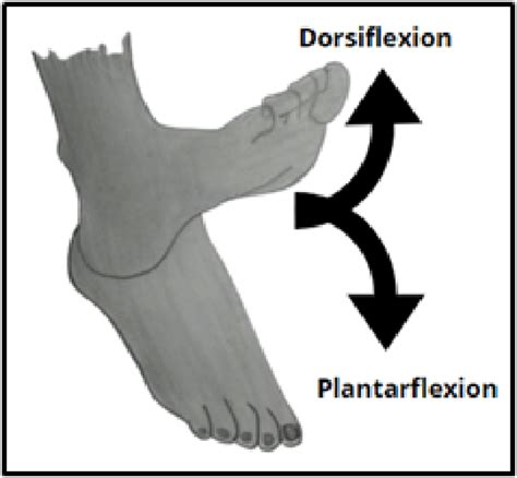 Plantar Flexion Anatomy - vrogue.co