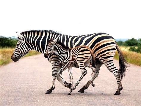 Running Zebras | Animal photo prints, Zebras, Zebra painting canvas