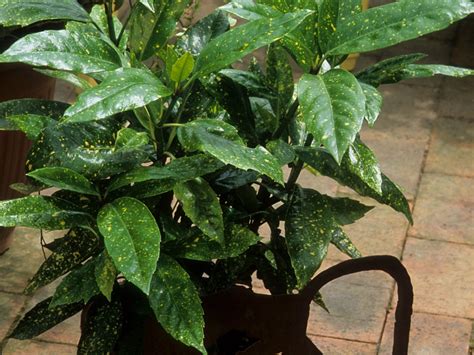 Potted Japanese Laurel Plants - Tips On Growing Japanese Aucuba In Containers