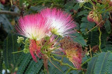 Albizia Julibrissin Flower (He Huan Hua) - Proven Herbal Remedies