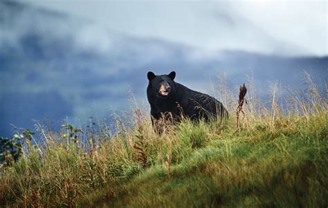 Kenai Peninsula Travel Guide: Tours & Cruises | Gray Line Alaska