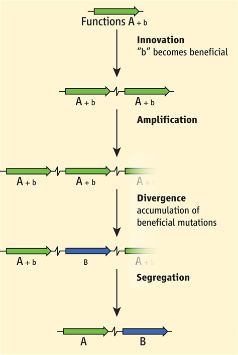 Gene Duplication's Role in Evolution Gets Richer, More Complex | Science