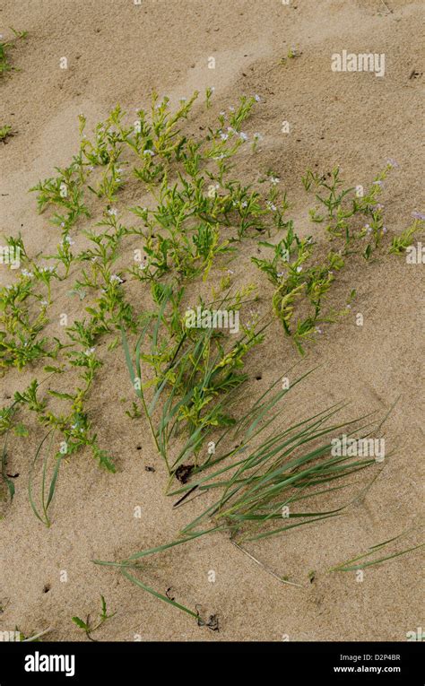 Vegetation Sand dune Stock Photo - Alamy