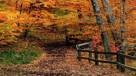 Autumn Path Through Woods wallpaper | nature and landscape | Wallpaper Better