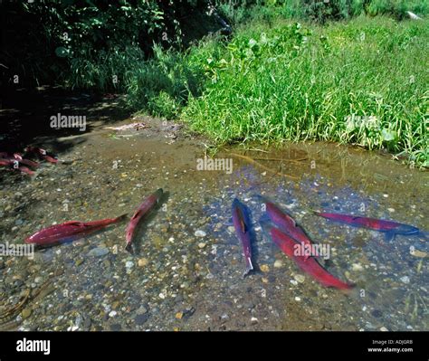 Sockeye salmon spawning in small unnamed stream Kalgin Island Alaska Stock Photo - Alamy