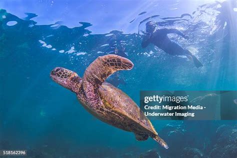 168 Sea Turtles Migration Stock Photos, High-Res Pictures, and Images - Getty Images