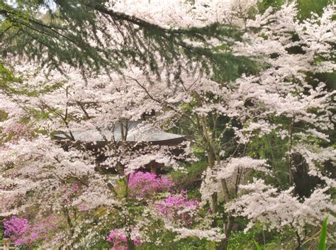 Cherry blossom, Saitama Mountains, Japan. Saitama, Cherry Blossom ...