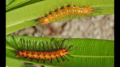 Oleander Caterpillar Damage in Home Landscapes - YouTube