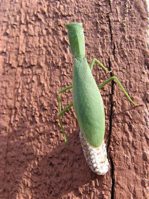 Praying mantis laying eggs | Flickr - Photo Sharing!