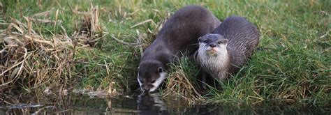 The hunt for aggressive otters in Alaska