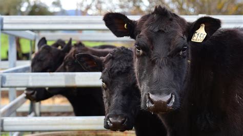 Angus registrations rise as Brahmans take a hit | The Weekly Times