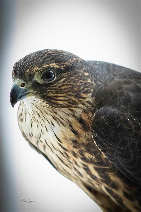 Merlin Falcon Photograph by Greg Waddell | Fine Art America