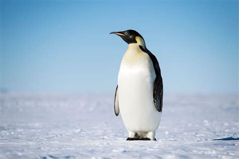 Emperor Penguin - Facts, Diet, Habitat & Pictures on Animalia.bio