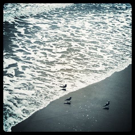 17 Best images about Beautiful Beach Bird Photography on Pinterest | Bird paintings, Beaches and ...