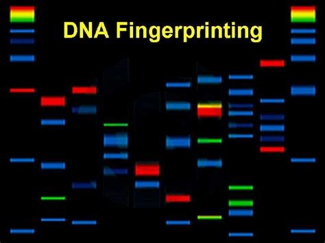 DNA Fingerprinting