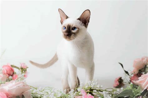 Chocolate Point Siamese Cat: Facts, Traits, Pictures & FAQs