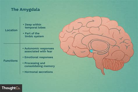 Amygdala's Location and Function