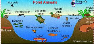 ecosystem & ecology: pond ecosystem