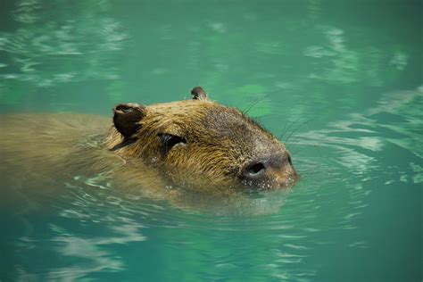 Capybara - Animals Around The Globe