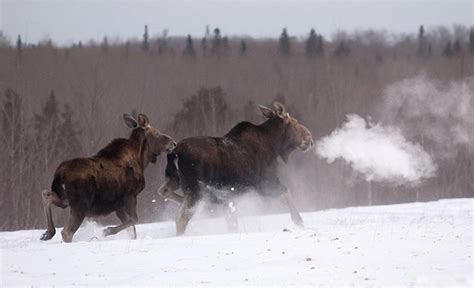 To save moose, coalition spends millions on habitat