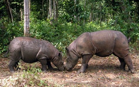 11 Endangered Animals Only Exist in Indonesia | Authentic Indonesia Blog