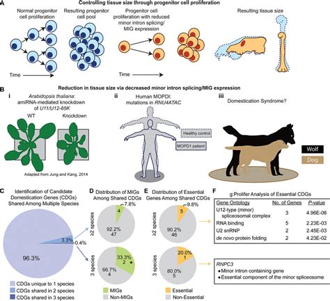 | A potential role for the minor spliceosome in domestication. (A) A... | Download Scientific ...