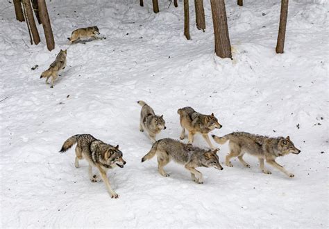 A 30% reduction in Wisconsin's wolf population