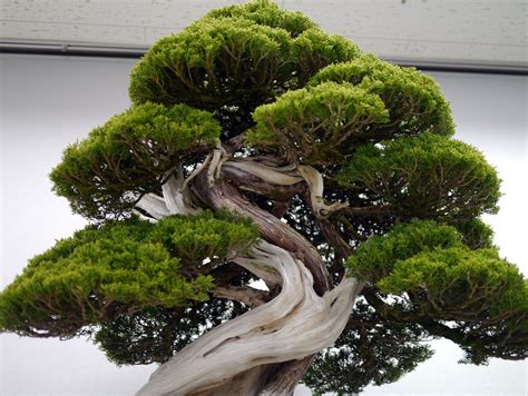 Bonsai Japan :: Chinese juniper