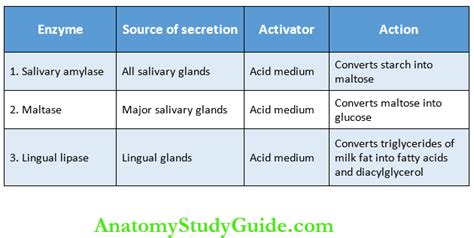 Mouth And Salivary Glands Physiology Notes - Anatomy Study Guide