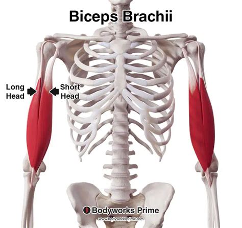 Biceps Brachii Muscle Anatomy - Bodyworks Prime