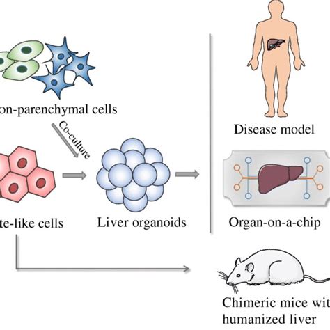 Generation of liver organoid models and their applications. Organoids ...