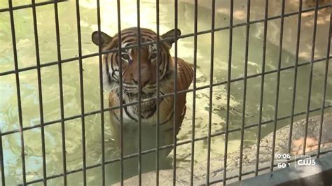 Animals being kept cool at Charles Paddock Zoo - YouTube