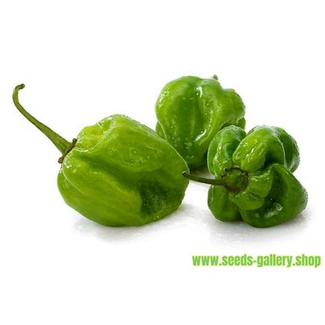 Green Habanero Seeds - Price €1.95